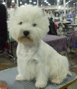 Westieadult6.jpg