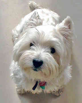 west-highland-white-terrier-0097.jpg