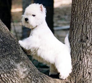 westikkk.JPG
