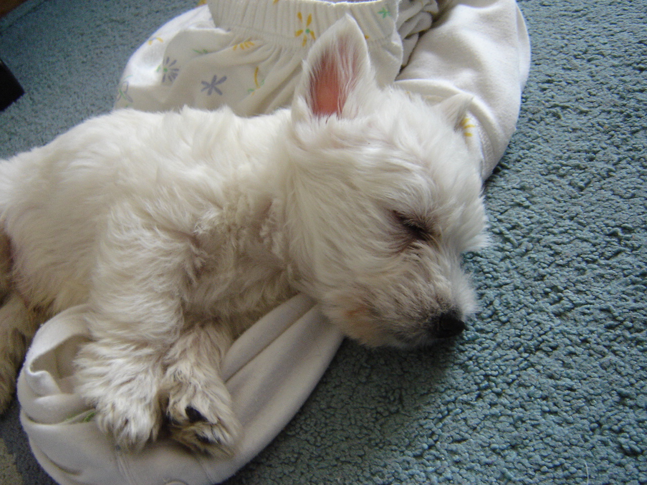 DSC01738.JPG