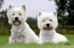 west-highland-white-terier-4_150x123.a8044e0e8e.jpg