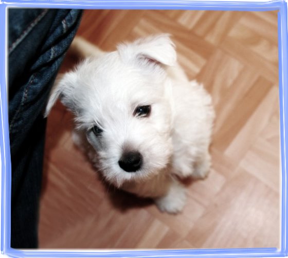 smartie4_jpg_w560h500-okvir.jpg